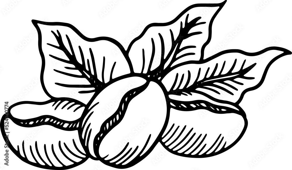 Obraz premium Branch of coffee with beans and leaf hand drawn illustration
