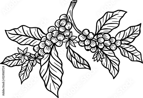 Branch of coffee with beans and leaf hand drawn illustration