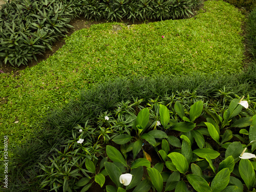 green plants in the garden