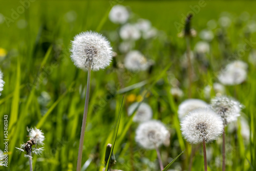 A field with a large number of dandelions in the summer