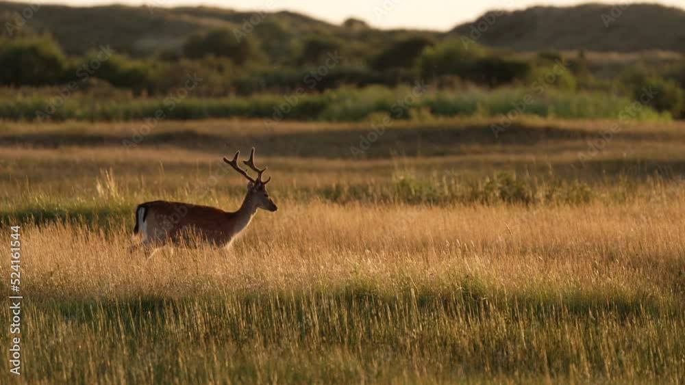 Fallow deer buck on leisurely stroll through meadow at golden hour; profile Fallow deer buck on leisurely stroll through meadow at golden hour; profile