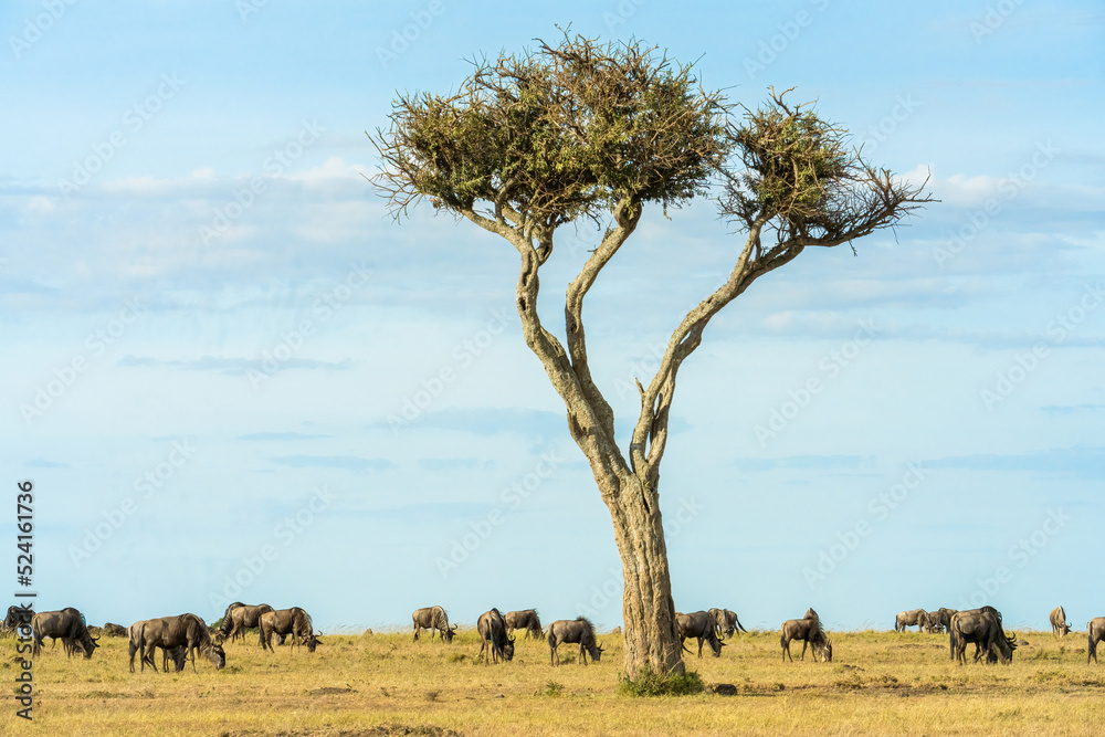 herd of wildebeest standing and eating grass together in savanna grassland at Masai Mara National Reserve Kenya