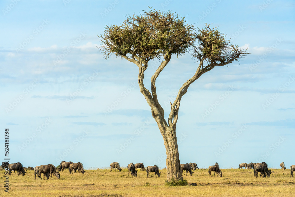 herd of wildebeest standing and eating grass together in savanna grassland at Masai Mara National Reserve Kenya herd of wildebeest standing and eating grass together in savanna grassland at Masai Mara National Reserve Kenya