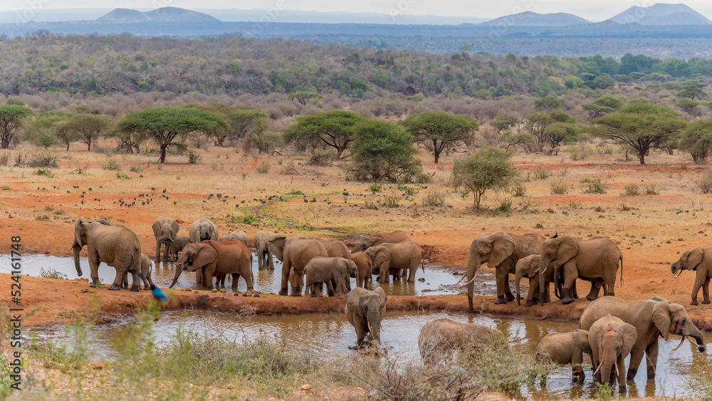 herd of African elephants together having water at Amboseli national park Kenya herd of African elephants together having water at Amboseli national park Kenya