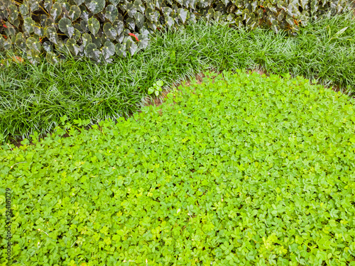 Plants in the garden