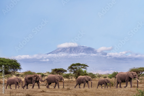 African elephants walking together with background of Kilimanjaro mountain at Amboseli national park Kenya photo