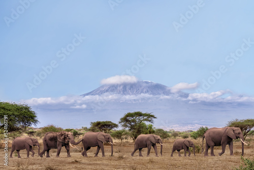 Cuadro en lienzo African elephants walking together with background of Kilimanjaro mountain at Am