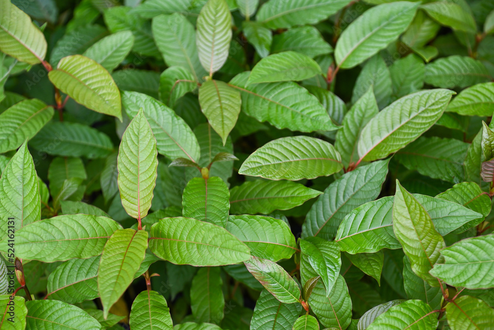 kratom tree grows on dark plant tree kratom leaves - Mitragyna speciosa korth medicinal plants, Nature green leaf background kratom tree grows on dark plant tree kratom leaves - Mitragyna speciosa korth medicinal plants, Nature green leaf background