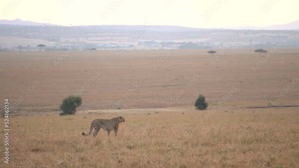  A lone cheetah scanning the plains for a prey to hunt.