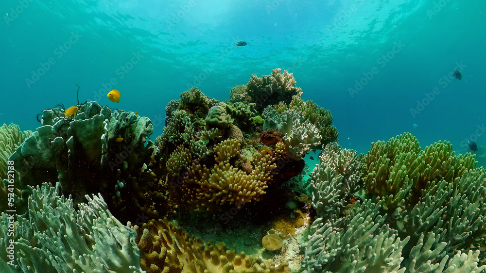 Fototapeta premium Underwater Colorful Tropical Fishes. Tropical underwater sea fishes. Philippines.