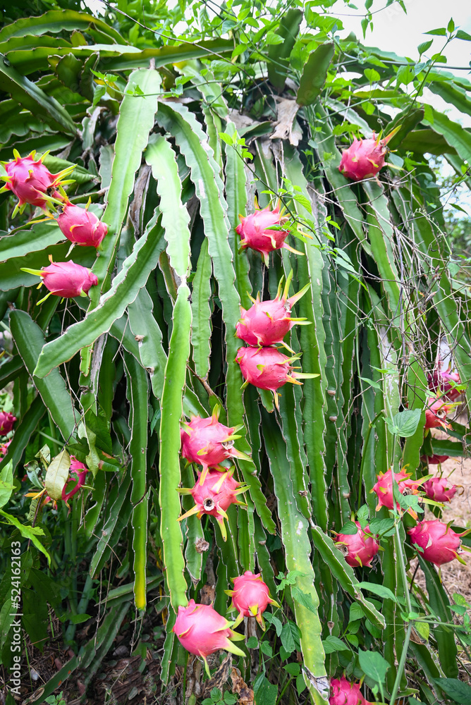 pitahaya plantation dragon fruit in thailand in the summer, dragon fruit on the dragon fruit tree waiting for the harvest in the agriculture farm at asian