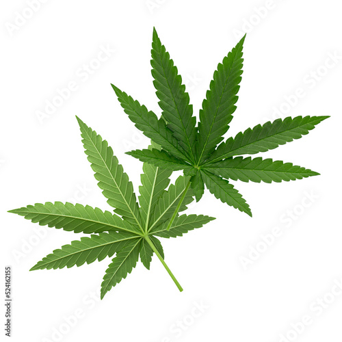 Green cannabis leaves isolated on alpha background