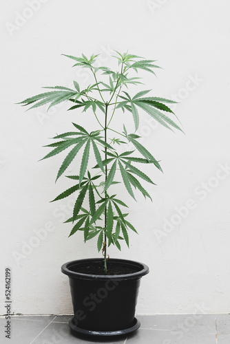 Cannabis plant tree planting in pot, Cannabis leaf in the garden farm , Hemp leaves marijuana seed tree grows for THC CBD herbs food and medical