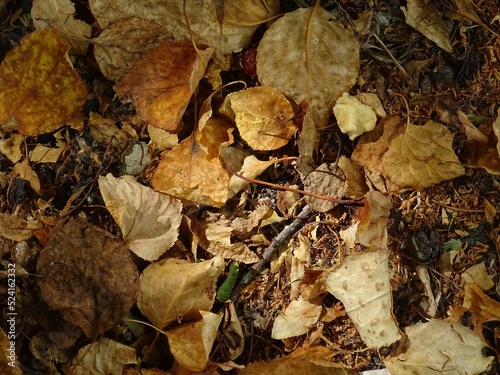 Full-color horizontal photo. Autumn texture. Fallen leaves on the asphalt. Illuminated by sunlight.