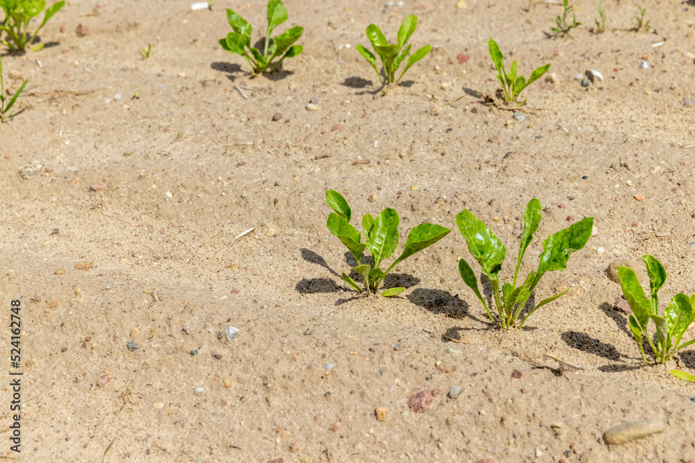Sugar beet in an agricultural field in the summer Sugar beet in an agricultural field in the summer