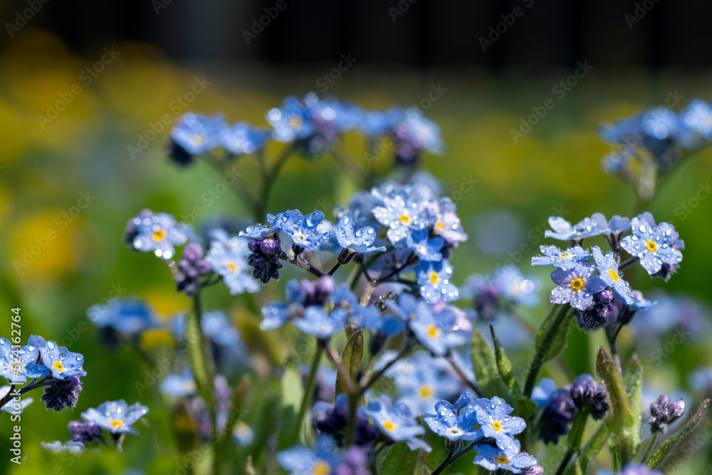 beautiful blue flowers in the spring season in drops of water beautiful blue flowers in the spring season in drops of water