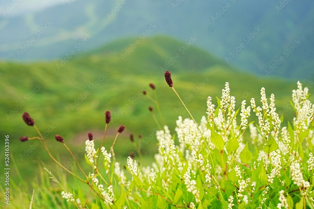 Fototapeta premium field of flowers