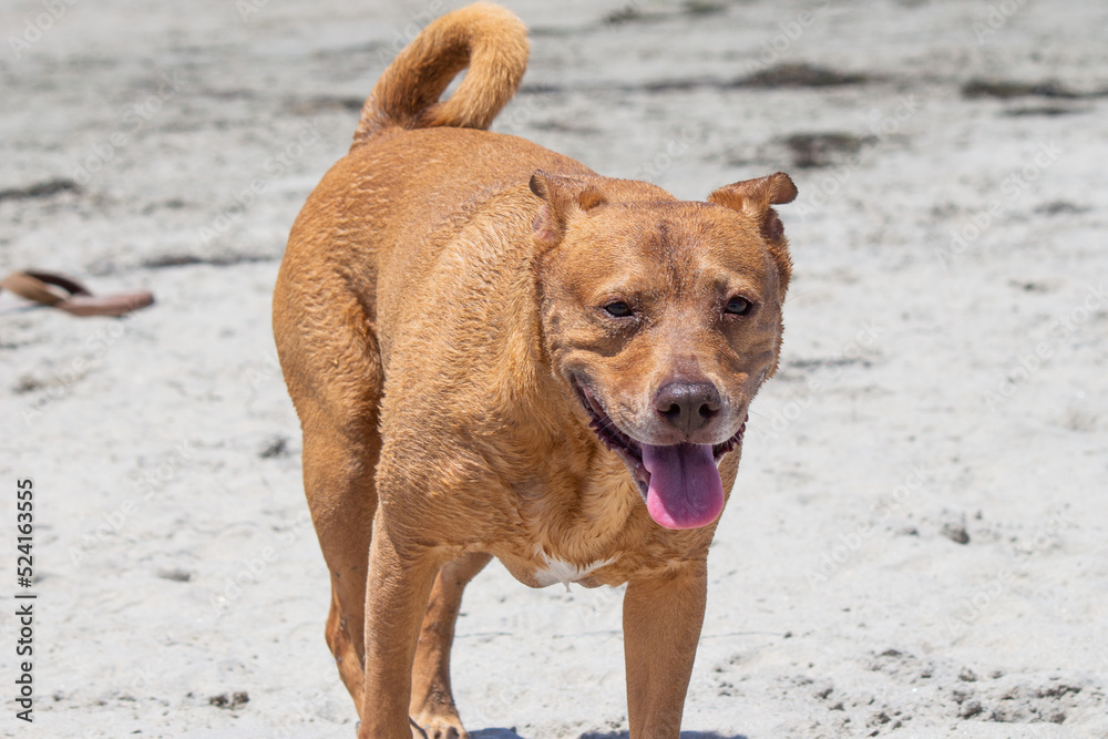 Pit bull mix playing at dog beach Pit bull mix playing at dog beach