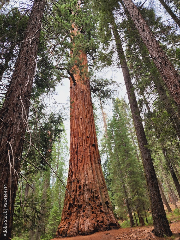 Fototapeta premium tree in the forest