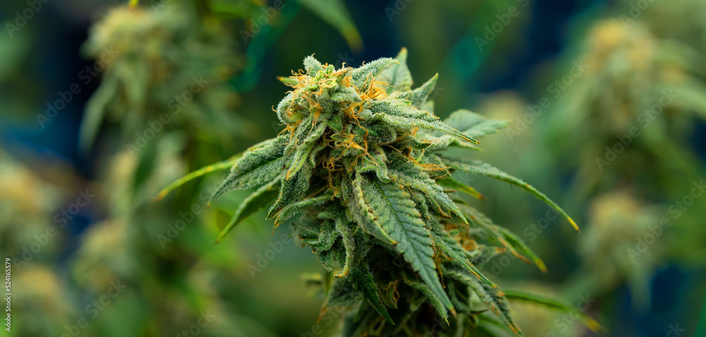 Growing cannabis banner background. Close up Marijuana green leaves with white yellow and brown stigmas trichomes indoor cultivation. Indoor greenhouse. Growing cannabis banner background. Close up Marijuana green leaves with white yellow and brown stigmas trichomes indoor cultivation. Indoor greenhouse.