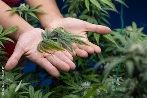 Growing cannabis banner background. Close up Marijuana green leaves on scientist dortor hand indoor cultivation. Indoor greenhouse.