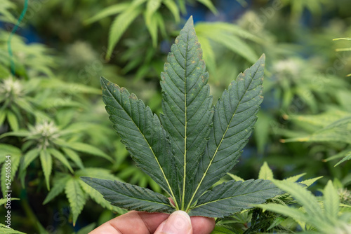 Growing cannabis banner background. Close up Marijuana green leaves on scientist dortor hand indoor cultivation. Indoor greenhouse.