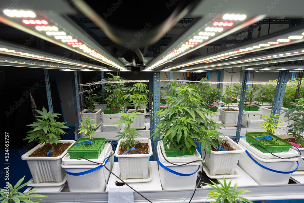 Growing operation system cannabis farm for commercial marijuana business. Growing cannabis banner background.