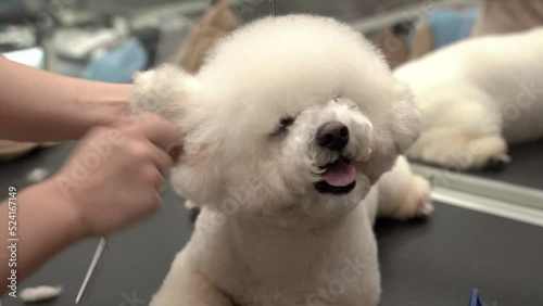 Professional cares for a dog in a specialized salon. Groomer cuts a cute white curly Bichon Frise dog , combing the dog. Hairdresser for animals. 4k footage. Front view