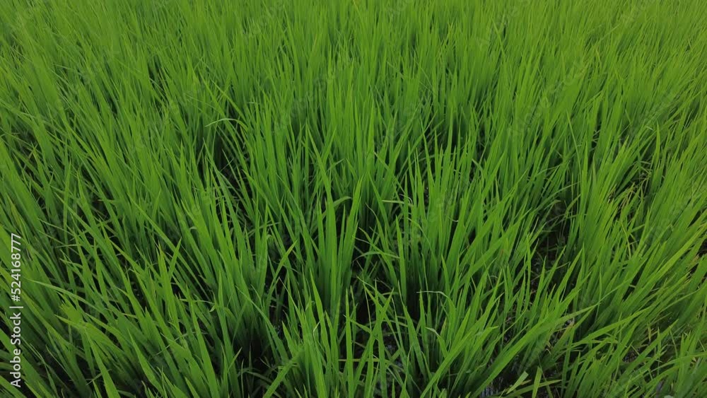 Green paddy field, rice farming in Thiruvananthapuram, Kerala Green paddy field, rice farming in Thiruvananthapuram, Kerala