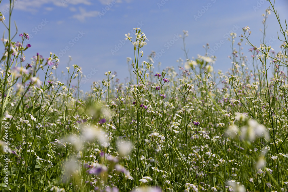Agricultural field with white flowers for honey
