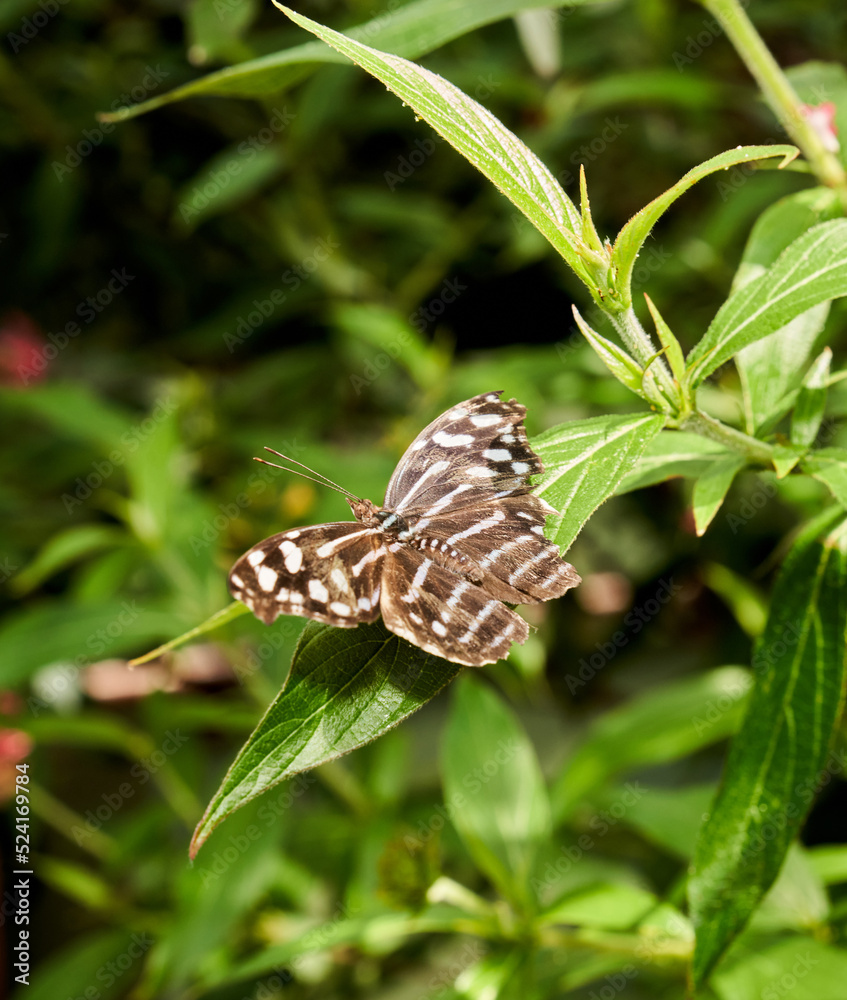 Obraz premium Overhead view of tiger striped color butterfly, moth sitting on a green leaf