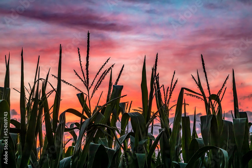 Cornstalks with tassels in a Midwest cornfield are silhouetted by a beautiful sunset sky with clouds and vivid colors over an Indiana farm.