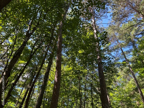 Perspective and peace of tall trees forest in northern Wisconsin under blue sky