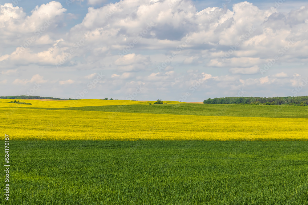 Yellow-flowering rapeseed in the summer Yellow-flowering rapeseed in the summer