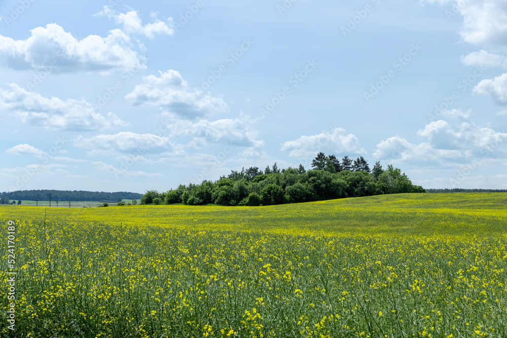 Yellow-flowering rapeseed in the summer