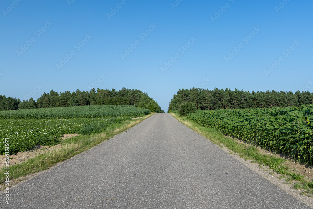 Paved highway with plants