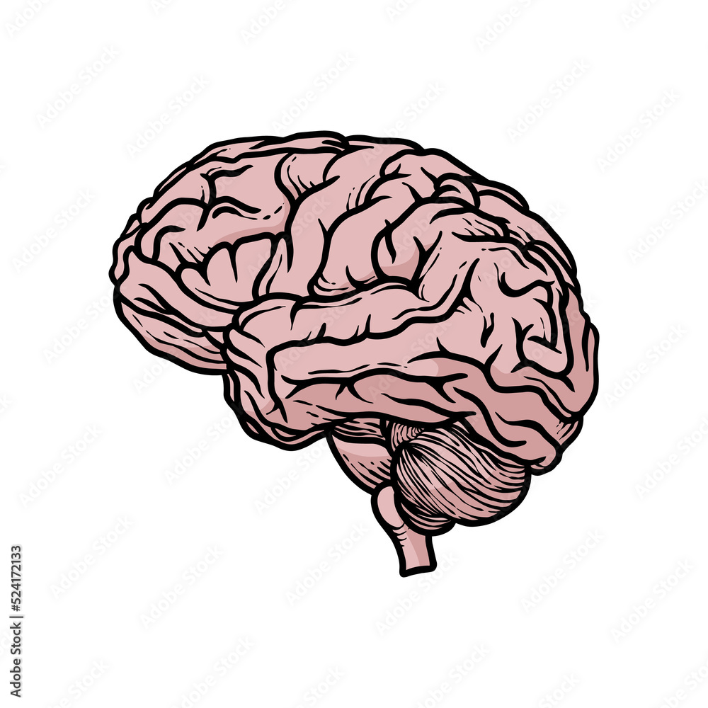 illustration of human brain organs hand-drawn illustration of human brain organs hand-drawn