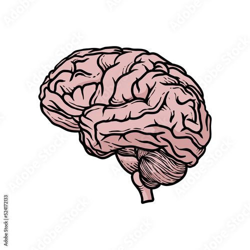 illustration of human brain organs hand-drawn