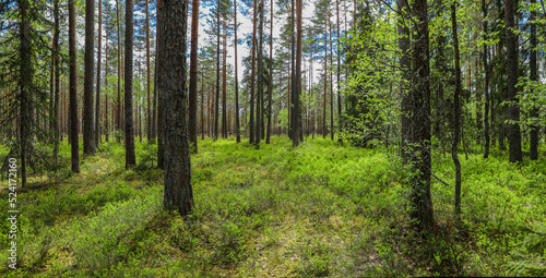 Dense green pine tree forest