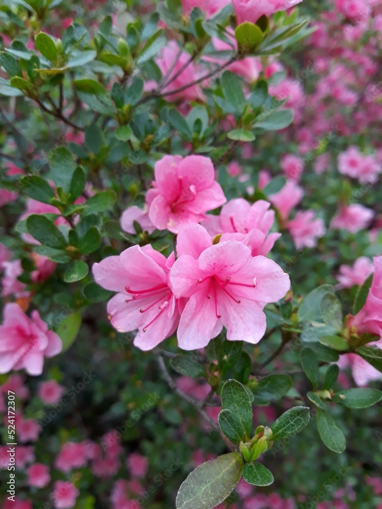 Pink Azaleas