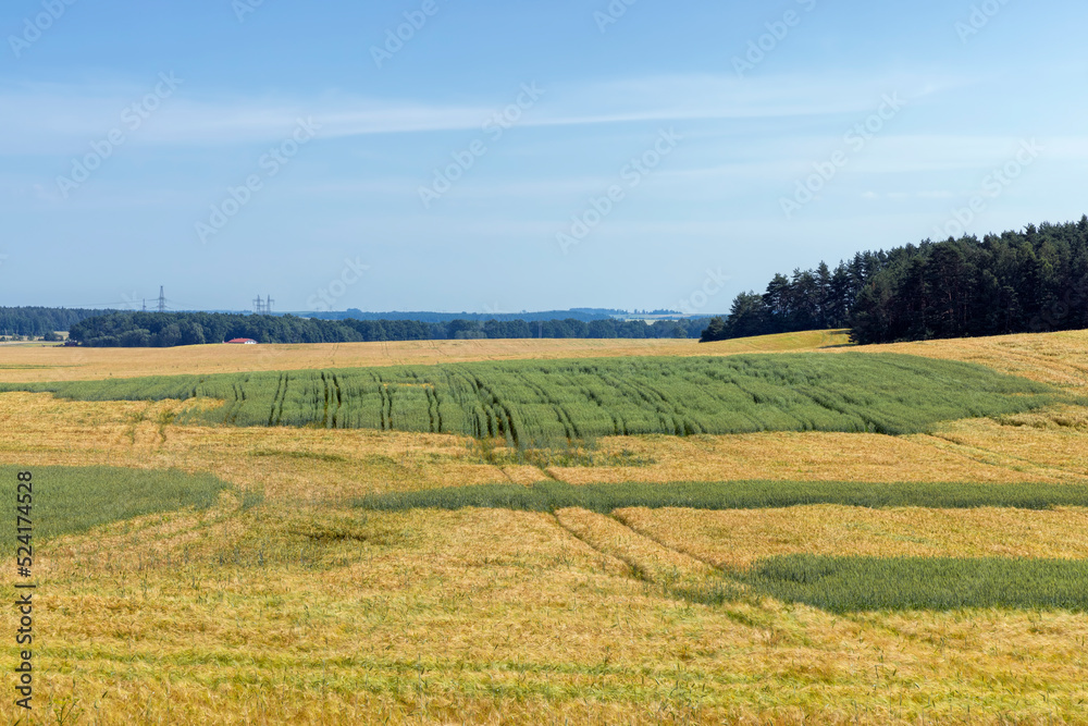 Wheat field with unripe wheat swaying in the wind Wheat field with unripe wheat swaying in the wind