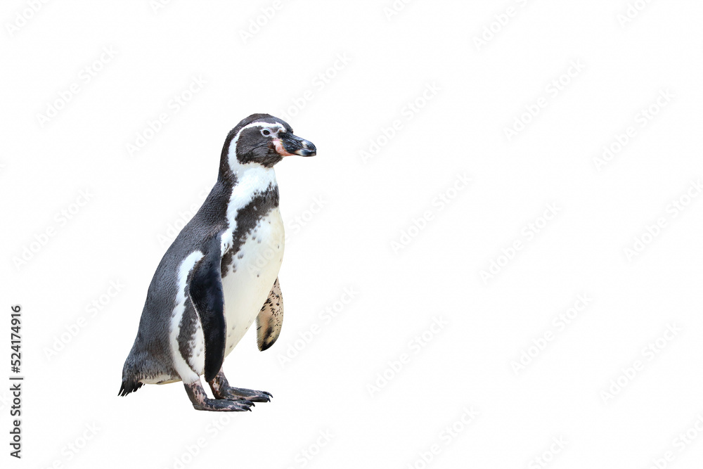 Fototapeta premium Penguin isolated on white background.