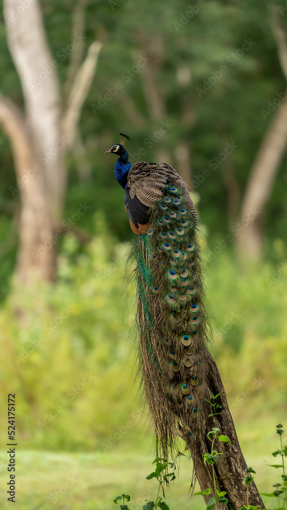 Fototapeta premium Indian peafowl (Pavo cristatus) perched on a branch