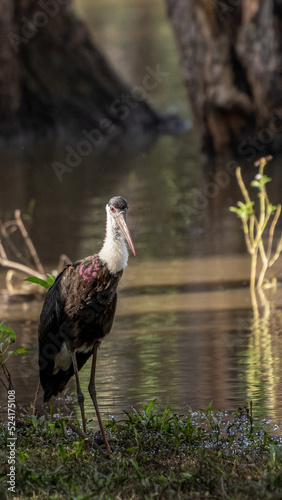 woolly-necked stork or white-necked stork (Ciconia episcopus)
