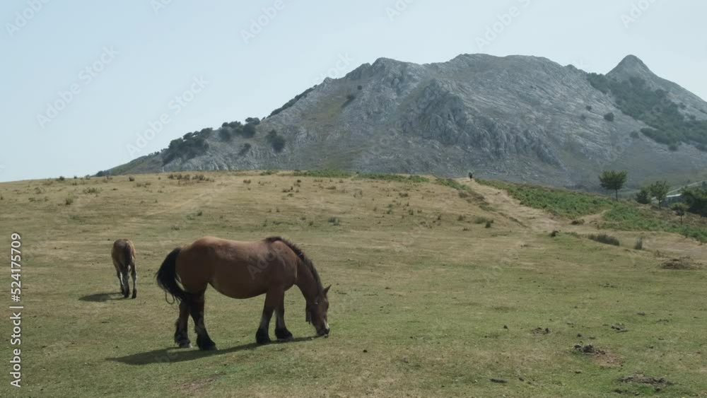 Static Shot Of Beautiful Breton Horse Grazing Green Grass, Mountain Background, Anboto Vizcaya, Spain Static Shot Of Beautiful Breton Horse Grazing Green Grass, Mountain Background, Anboto Vizcaya, Spain
