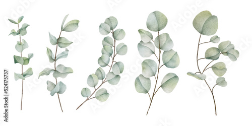 Watercolor eucalyptus leaf botanical natural element 