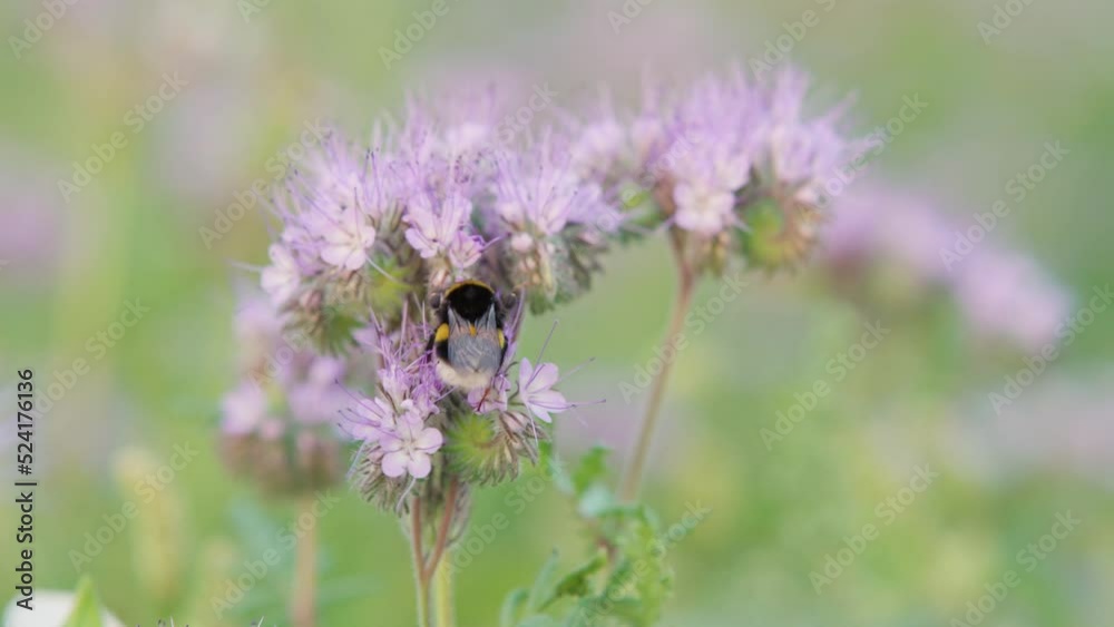 Bee searching for nectar from purple flowers Bee searching for nectar from purple flowers