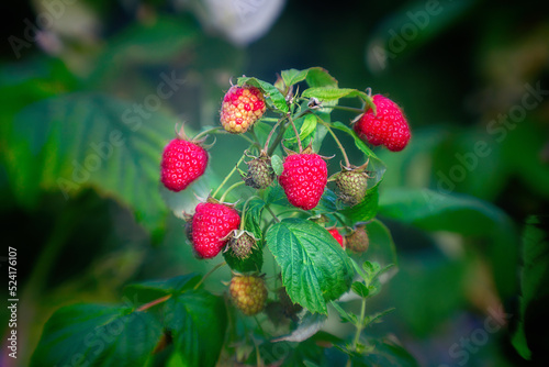 Raspberry shrub with ripe berries in summer