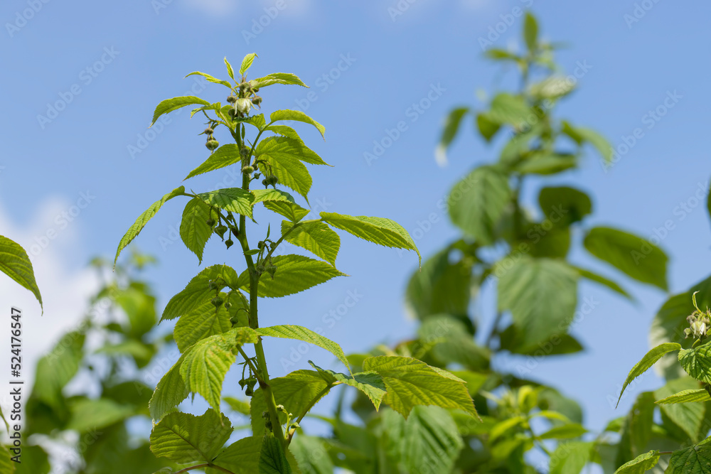 Green raspberries in windy weather in the garden