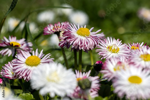 white and red daisies on the field